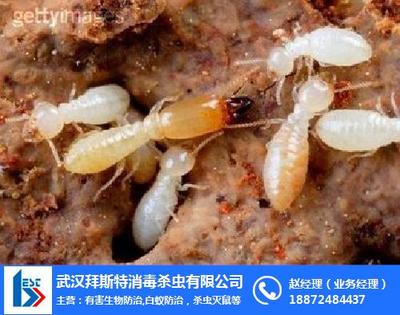 白蚁防治工程 六安市与合肥堤坝白蚁防治的重要性及服务指南