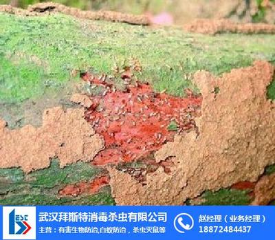 常德古白蚁防治与长沙白蚁预防处理 专业服务守护您的家园