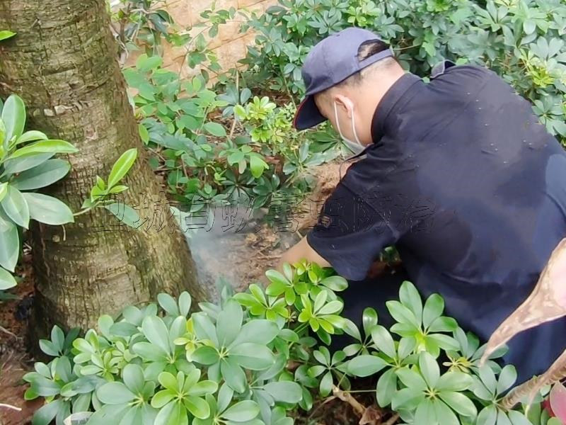 惠州博罗县白蚁防治中心 装修季白蚁预防灭治，首选专业服务机构