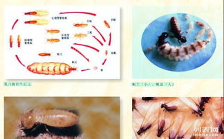 专业上门除白蚁 广州白蚁防治中心 广州灭白蚁