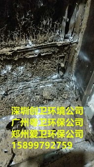 深圳防白蚁公司专业灭白蚁