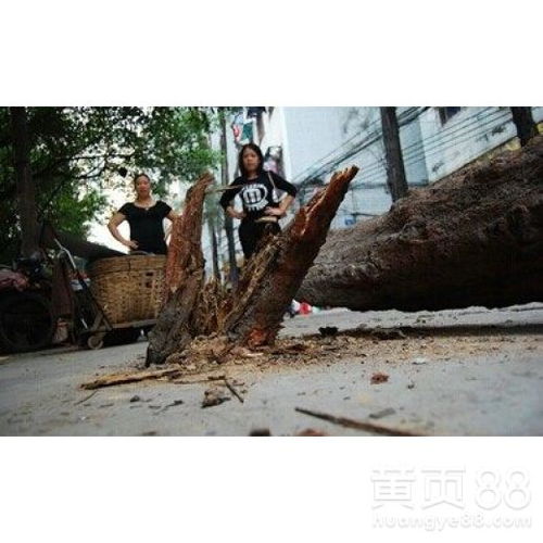 【南沙区小区白蚁防治服务团队】- 